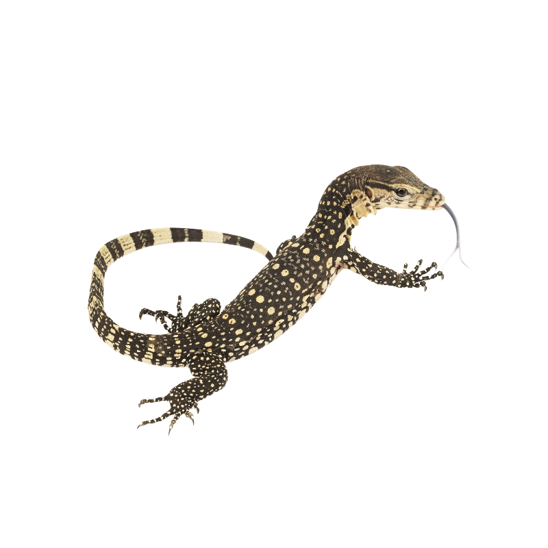 Best Substrate for Asian Water Monitor Varanus salvator ReptiChip