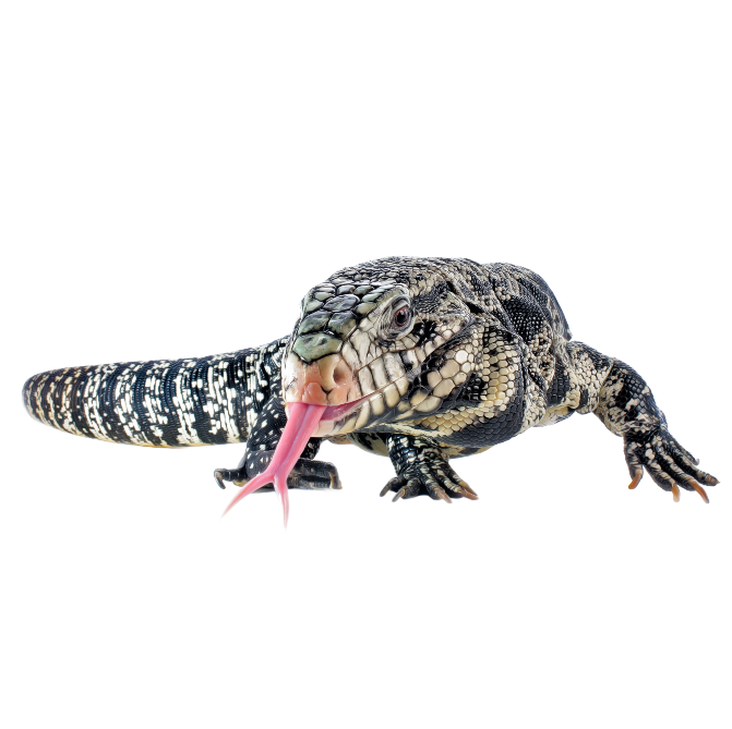 Best Substrate for Black and White Argentine Tegu ReptiChip