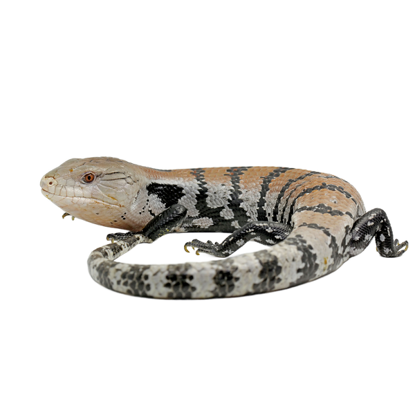 Indonesian Blue Tongued Skink ReptiChip LLC