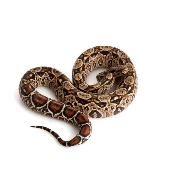 Best Substrate for Central American Boa Boa constrictor imperator ReptiChip