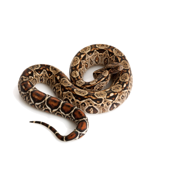 洋書 The Complete Boa Constrictor ボア コンストリクターボアは獲物