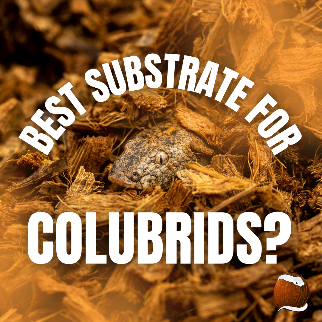 Best Substrate for Colubrids