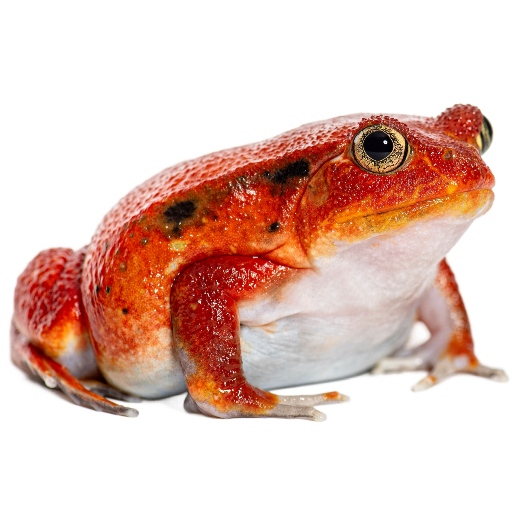 Best Substrate for Madagascar tomato frog Dyscophus antongilii ReptiChip