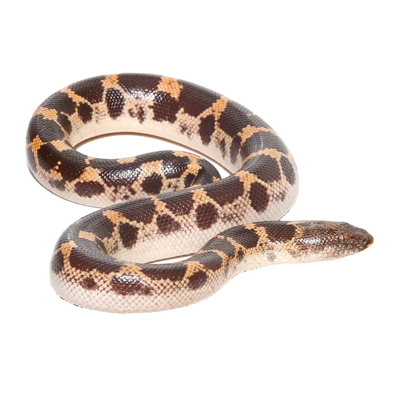 Best Substrate for Saharan Sand Boa Reptichip