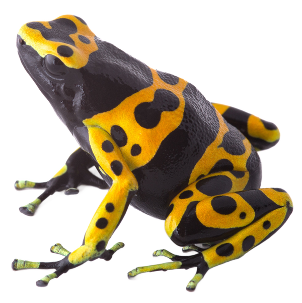 Yellowbanded Dart Frog ReptiChip LLC