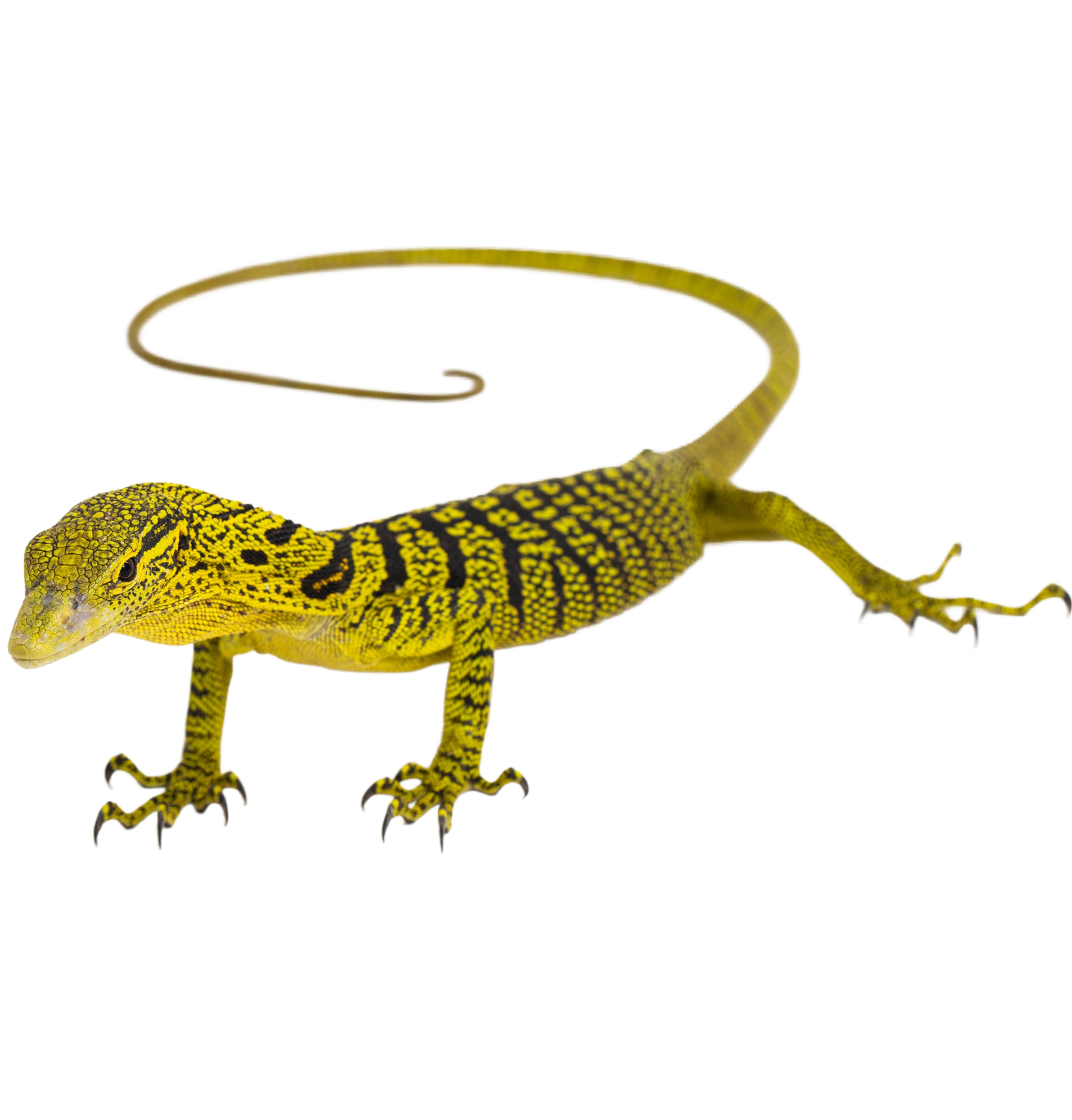 Best Substrate for Yellow tree monitor Varanus reisingeri ReptiChip