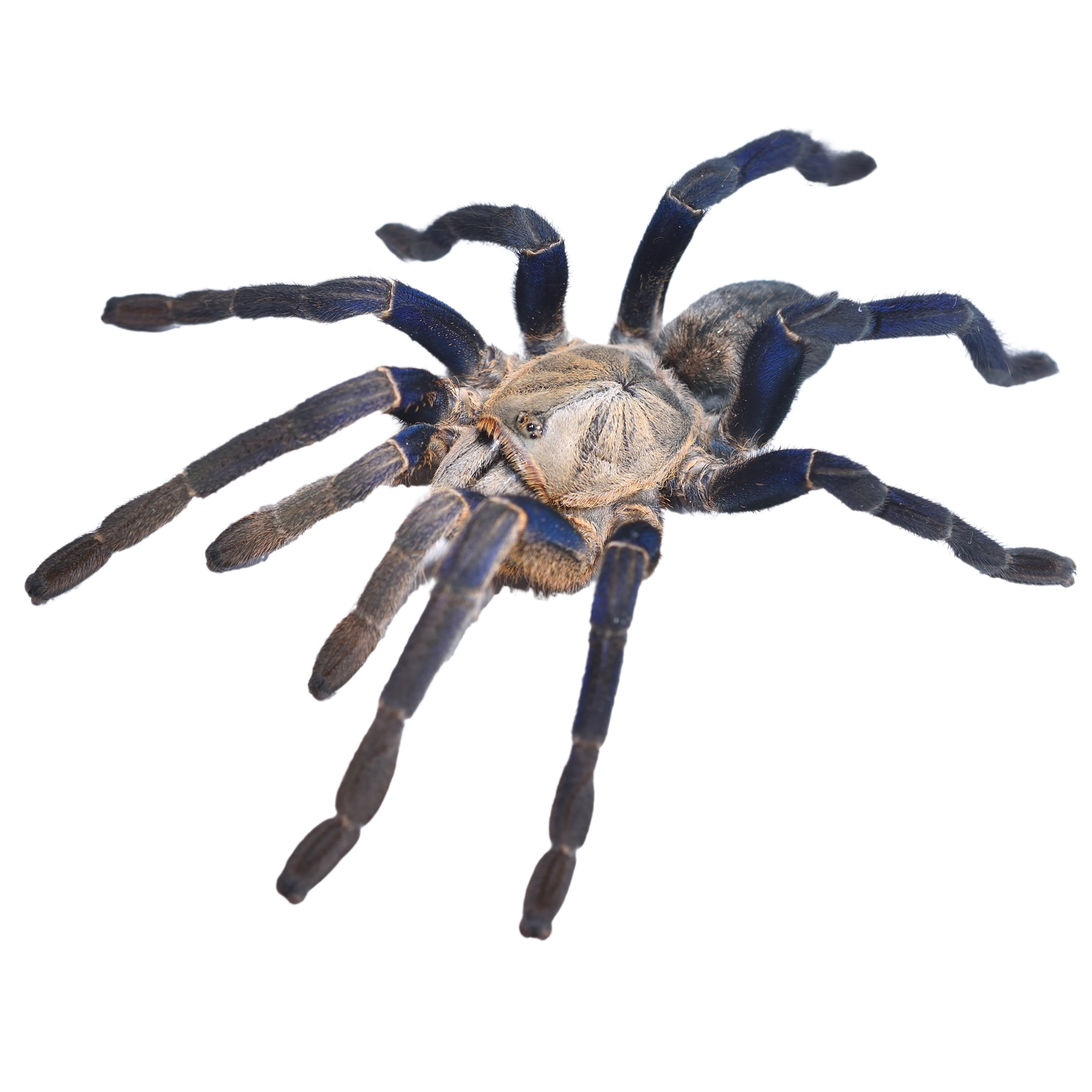 Best Substrate for a Cobalt Blue Tarantula Cyriopagopus lividus ReptiChip