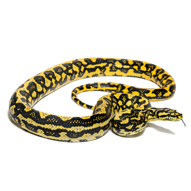 Best Substrate for a Jungle carpet python Morelia spilota cheynei ReptiChip
