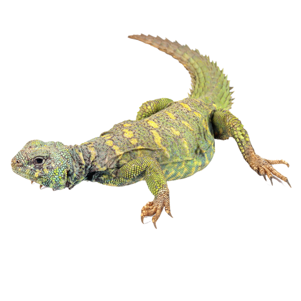 Ornate Uromastyx ReptiChip LLC