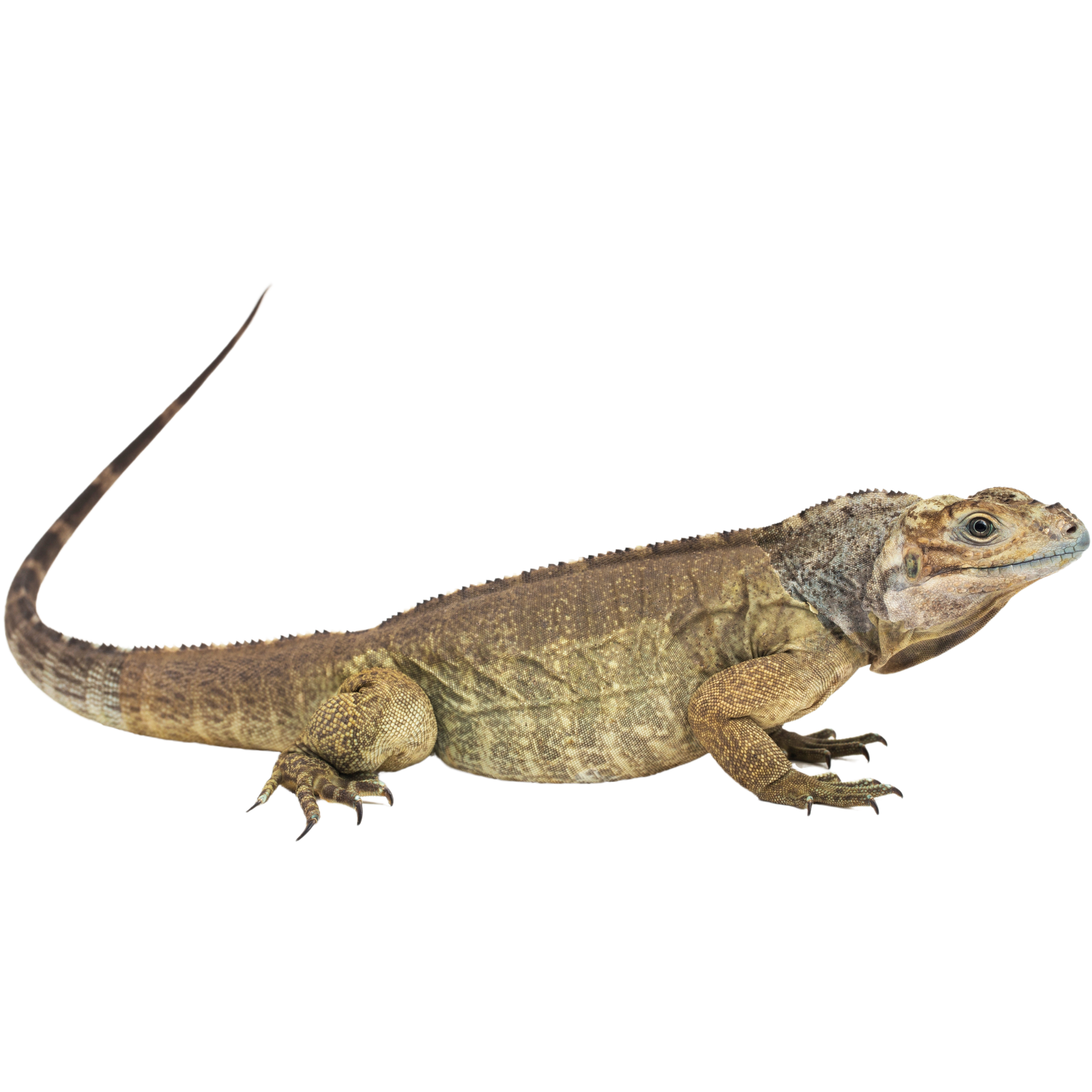 Best Substrate for a Rhinoceros Iguana lizard Cyclura cornuta cornuta ReptiChip