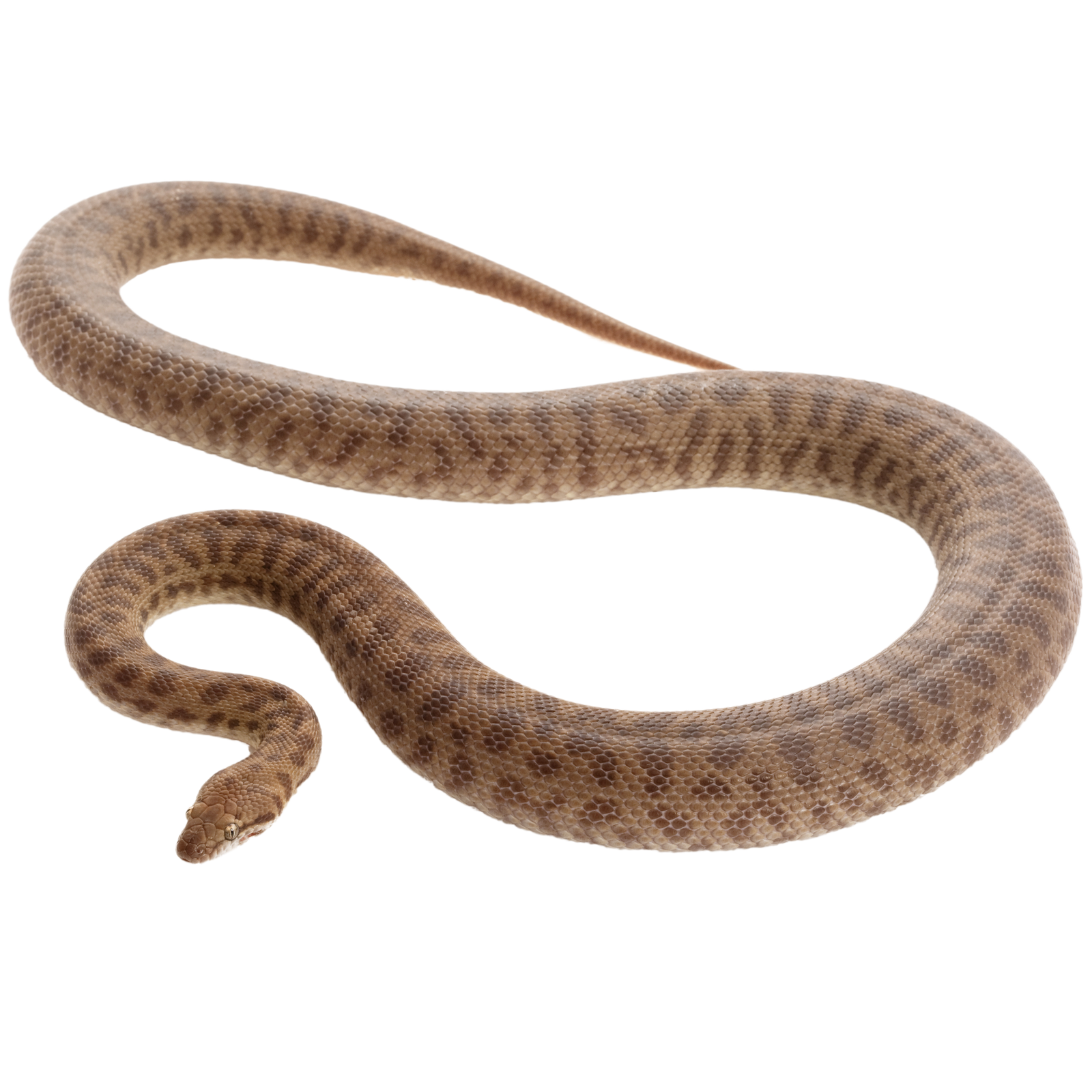Best Substrate for a Stimson's python Antaresia stimsoni Reptichip