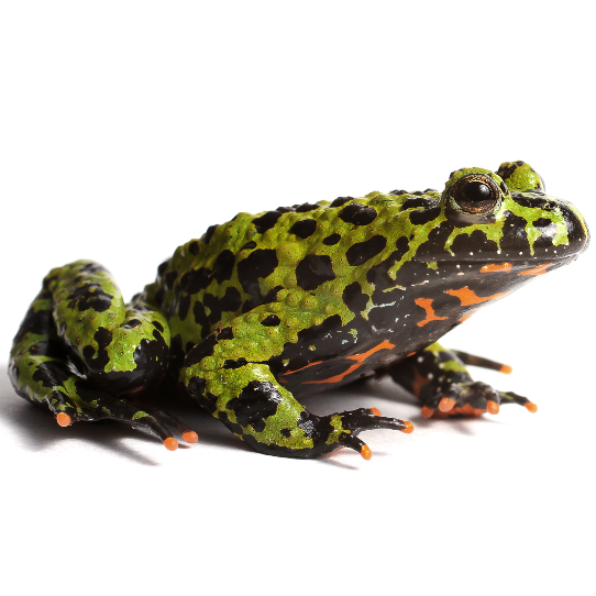 Fire-bellied Toad
