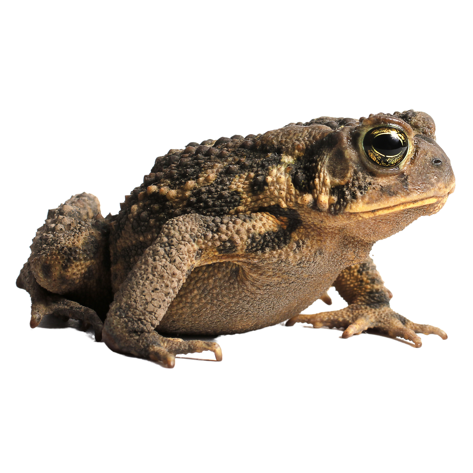 Best Substrate for an American Toad Bufo americanus ReptiChip