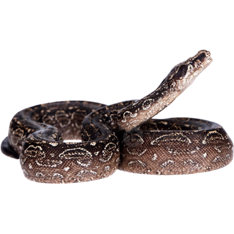 Argentine Boa