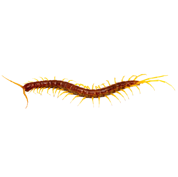 Best Substrate for an Eastern bark centipede Scolopocryptops sexspinosus ReptiChip
