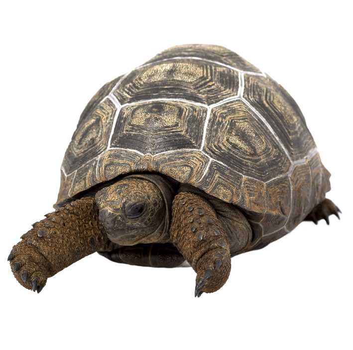 Best substrate for Aldabra tortoise Aldabrachelys gigantea ReptiChip