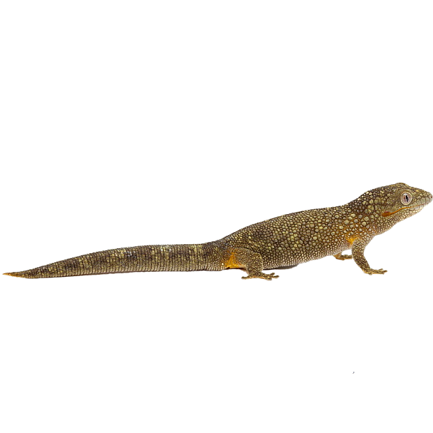 Best substrate for a Bauer's Chameleon Gecko Eurydactylodes agricolae ReptiChip