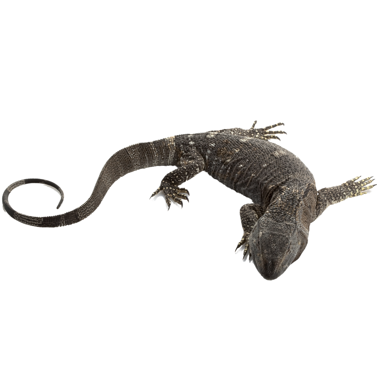 Best substrate for a Black-throated Monitor Varanus albigularis microstictus ReptiChip