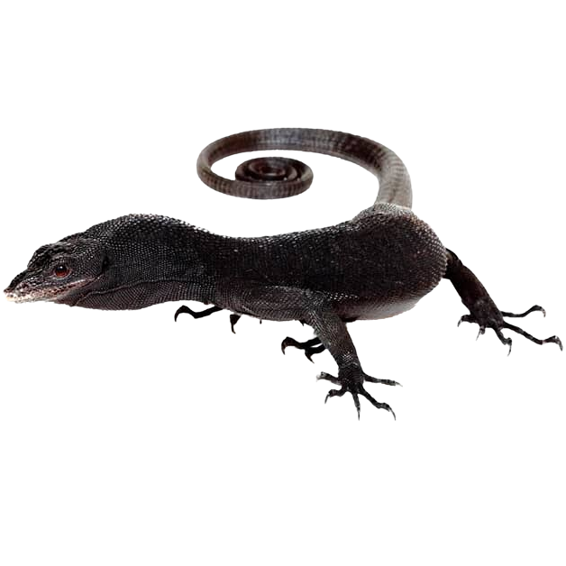 Best substrate for a Black Tree Monitor Varanus beccarii ReptiChip