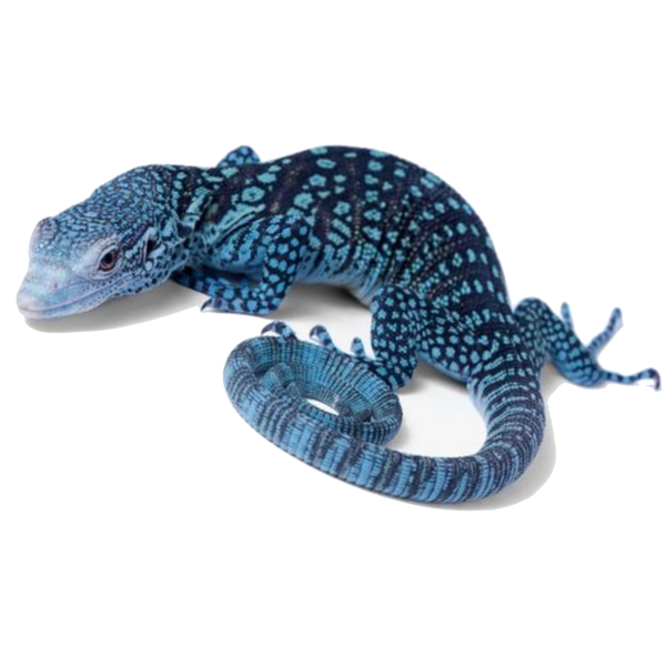 Blue tree monitor for sale clearance