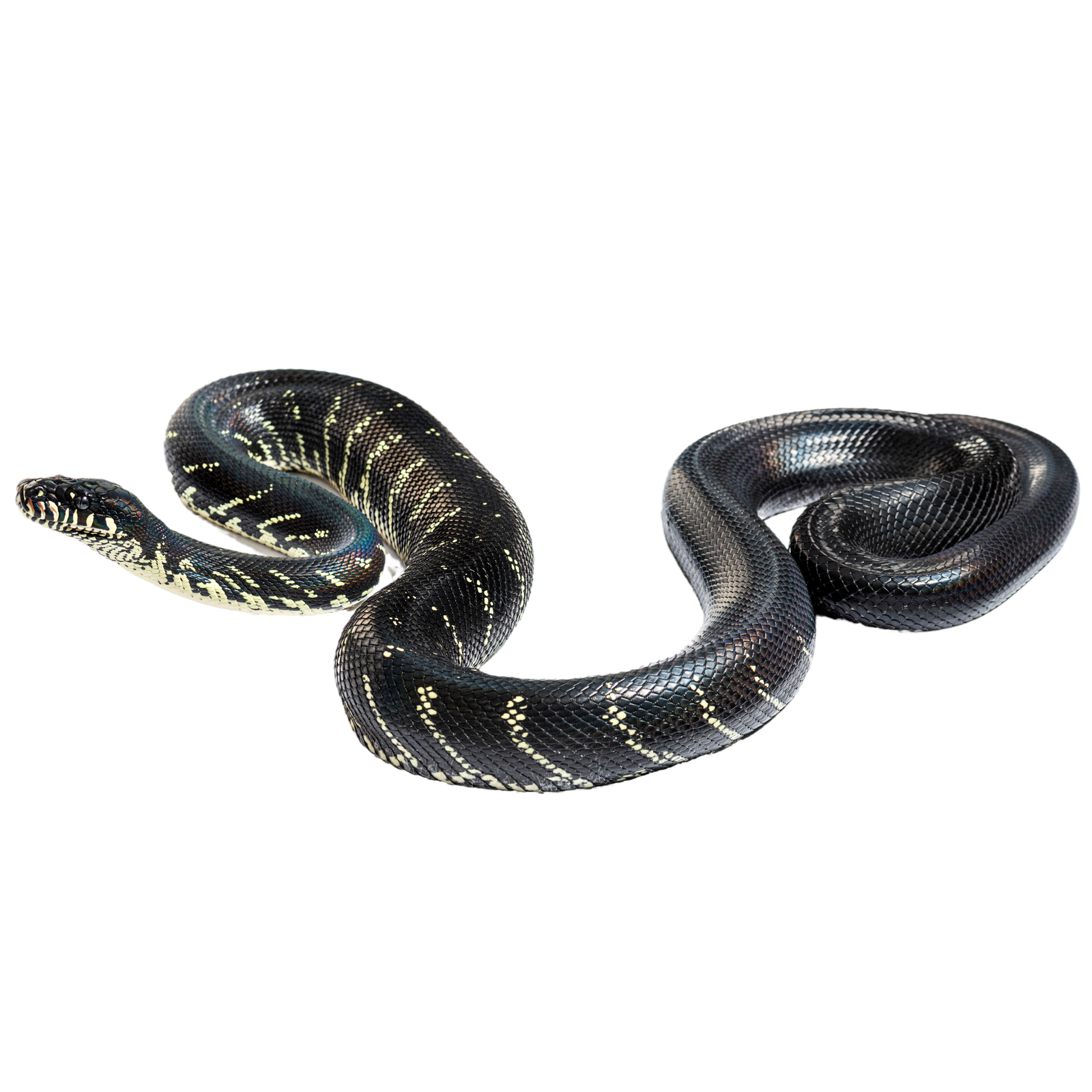 Best substrate for a Boelen's python Simalia boeleni ReptiChip