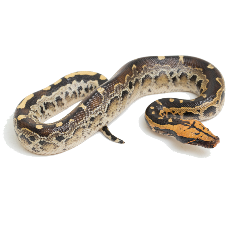 Best substrate for a Borneo short tailed python Python breitensteini ReptiChip