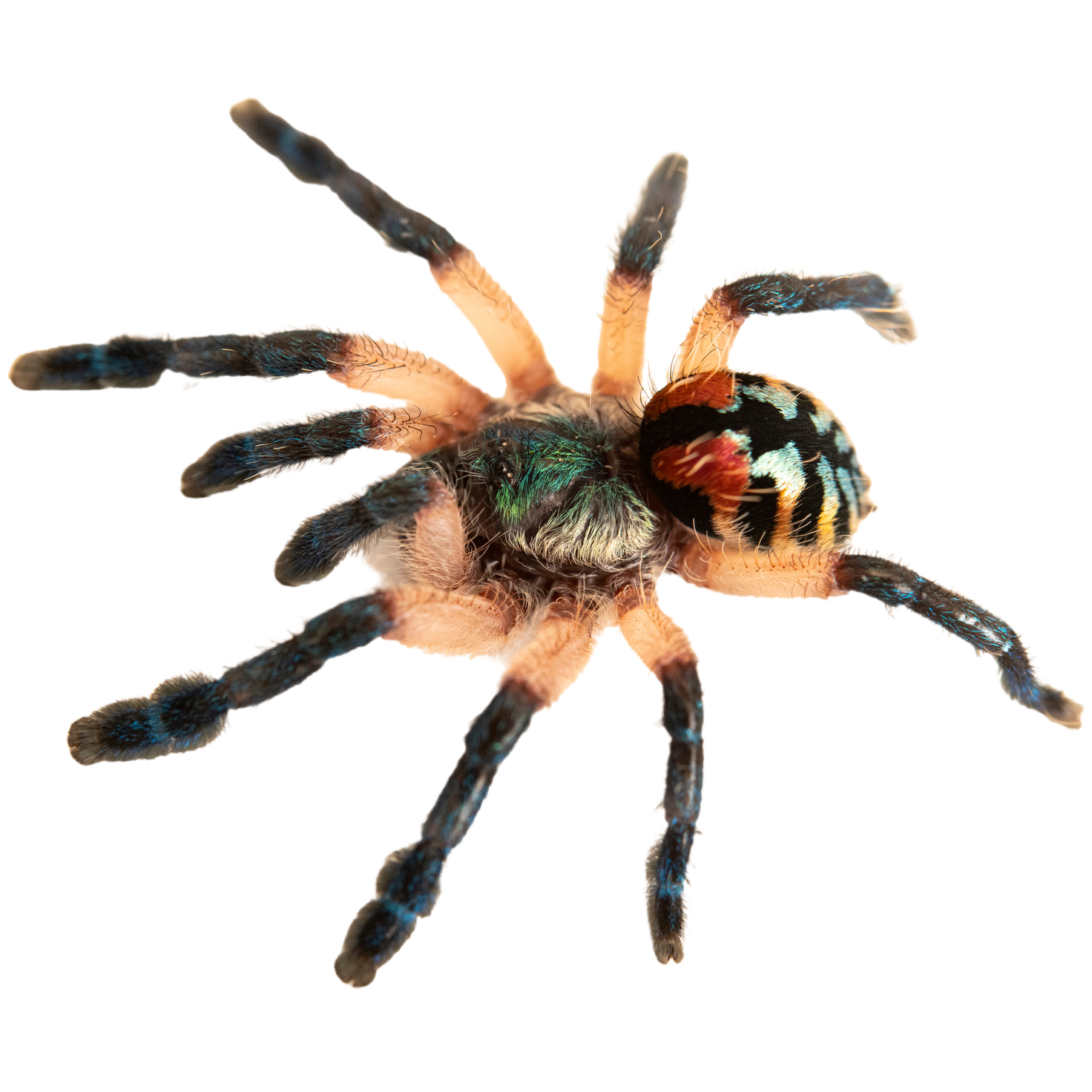 Best substrate for a Brazilian Jewel Tarantula Typhochlaena seladonia ReptiChip
