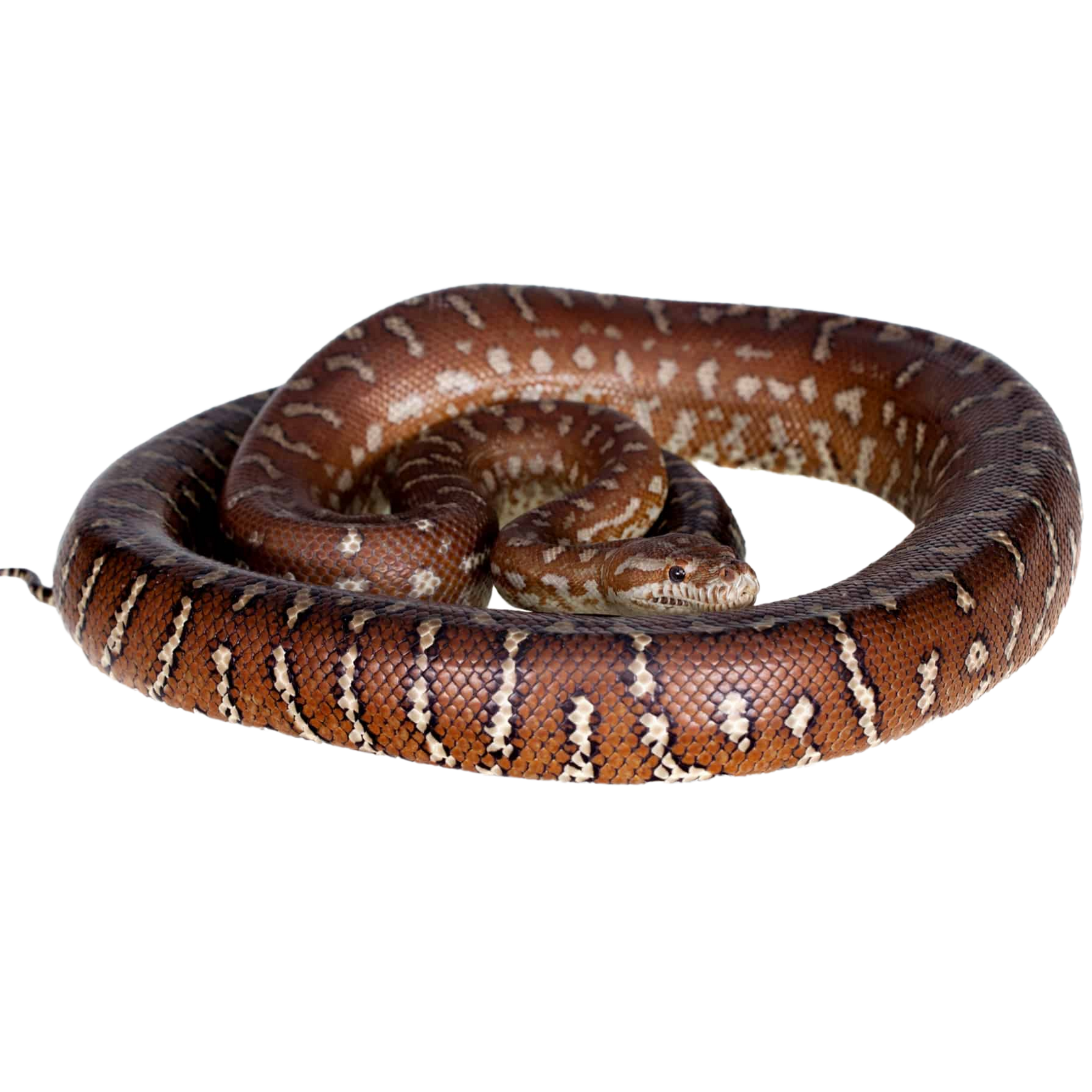 Best substrate for a Bredl's Carpet Python ReptiChip