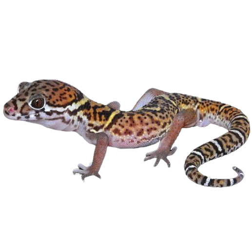 Best substrate for a Central American Banded Gecko Coleonyx mitratus ReptiChip