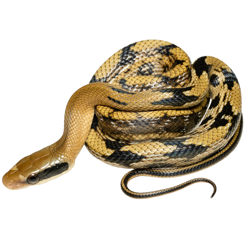 Taiwan Beauty Rat Snake