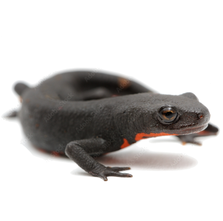 Best substrate for Chinese fire belly newt Cynops orientalis ReptiChip