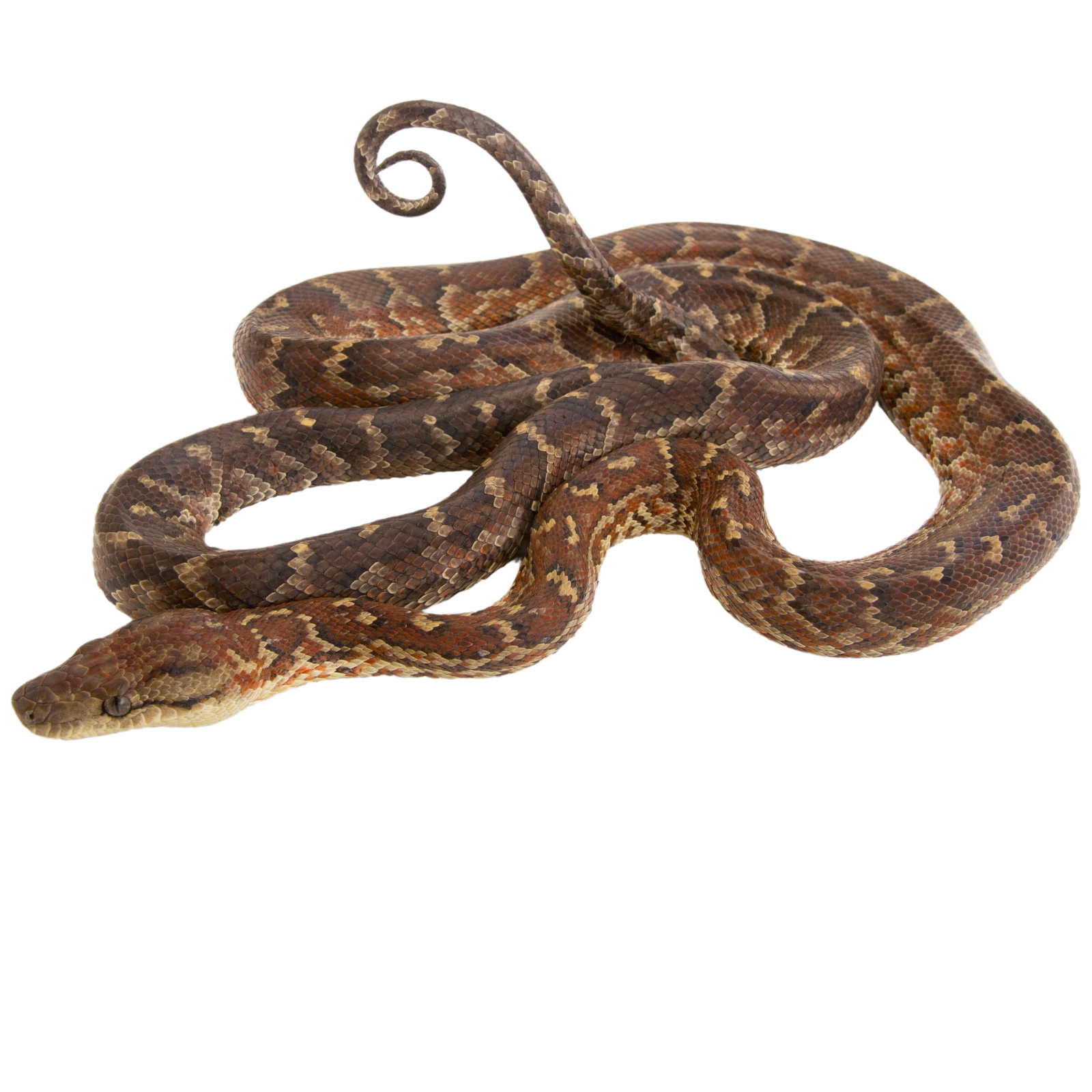 Best substrate for a Dominican red mountain boa Chilabothrus striatus ReptiChip