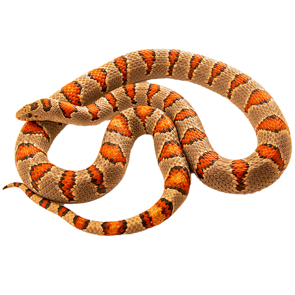 Durango Mountain Kingsnake ReptiChip LLC