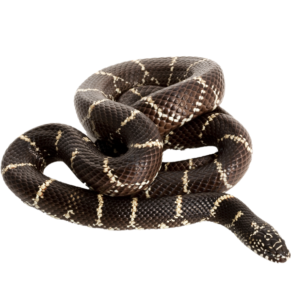 Eastern Kingsnake ReptiChip LLC