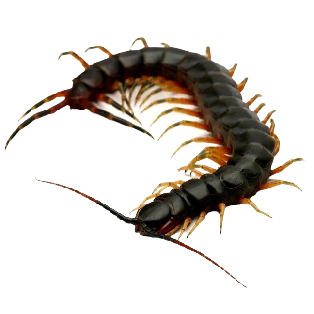 Best substrate for a Galapagos Centipede Scolopendra galapagoensis ReptiChip