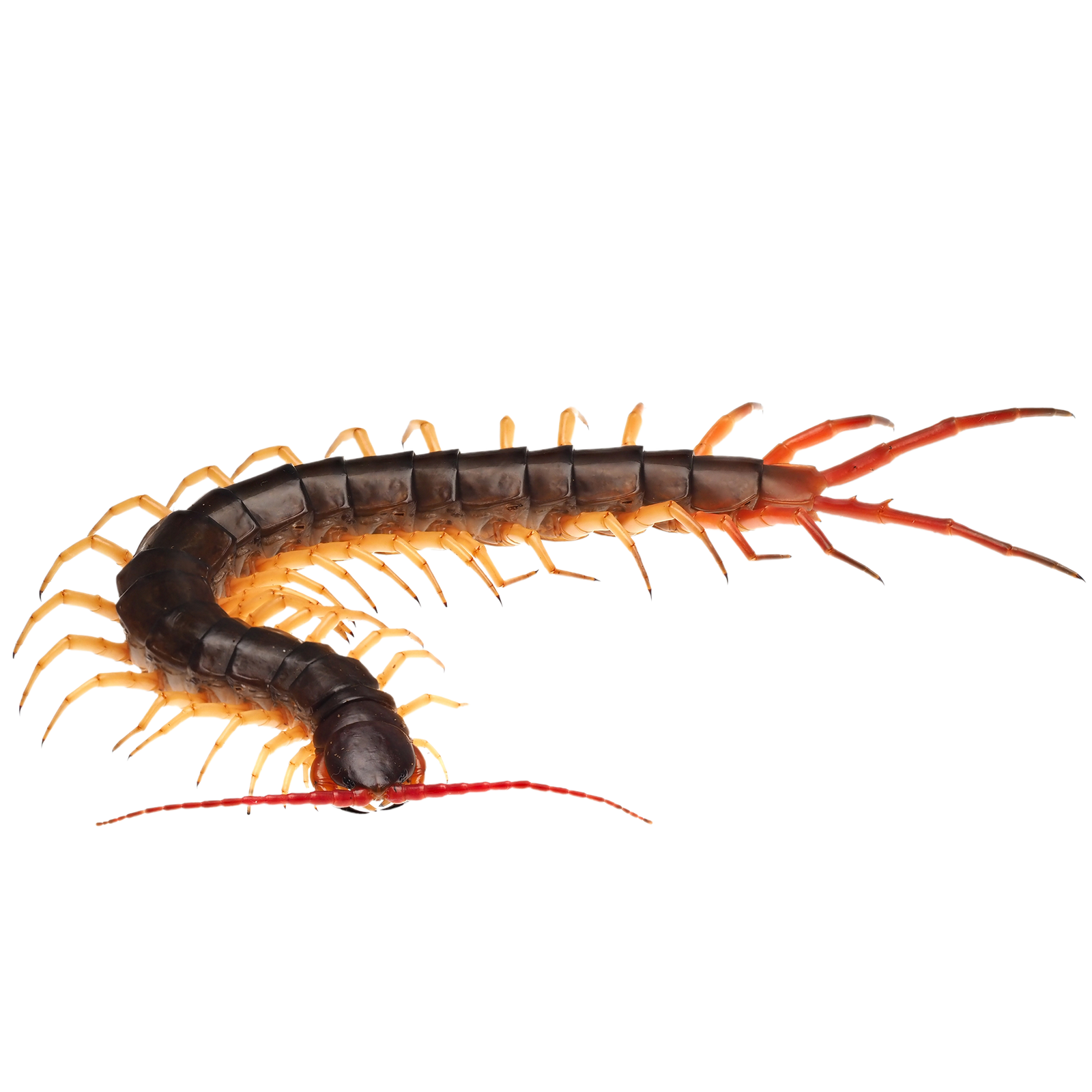 Best substrate for a Giant Vietnamese Centipede Scolopendra dehaani ReptiChip