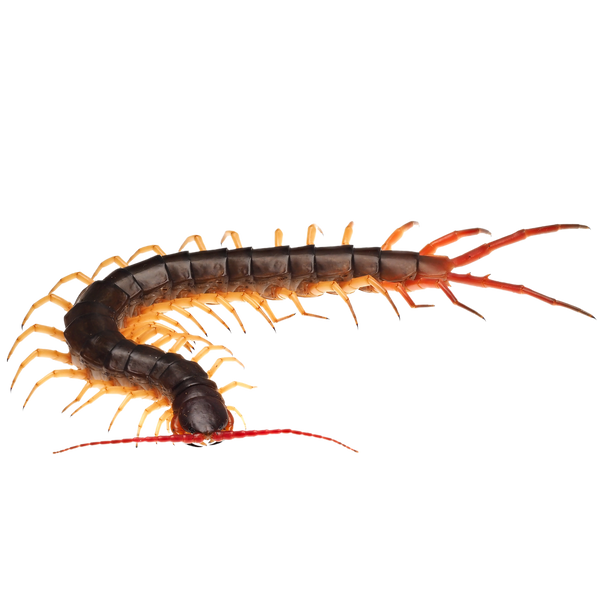centipede head