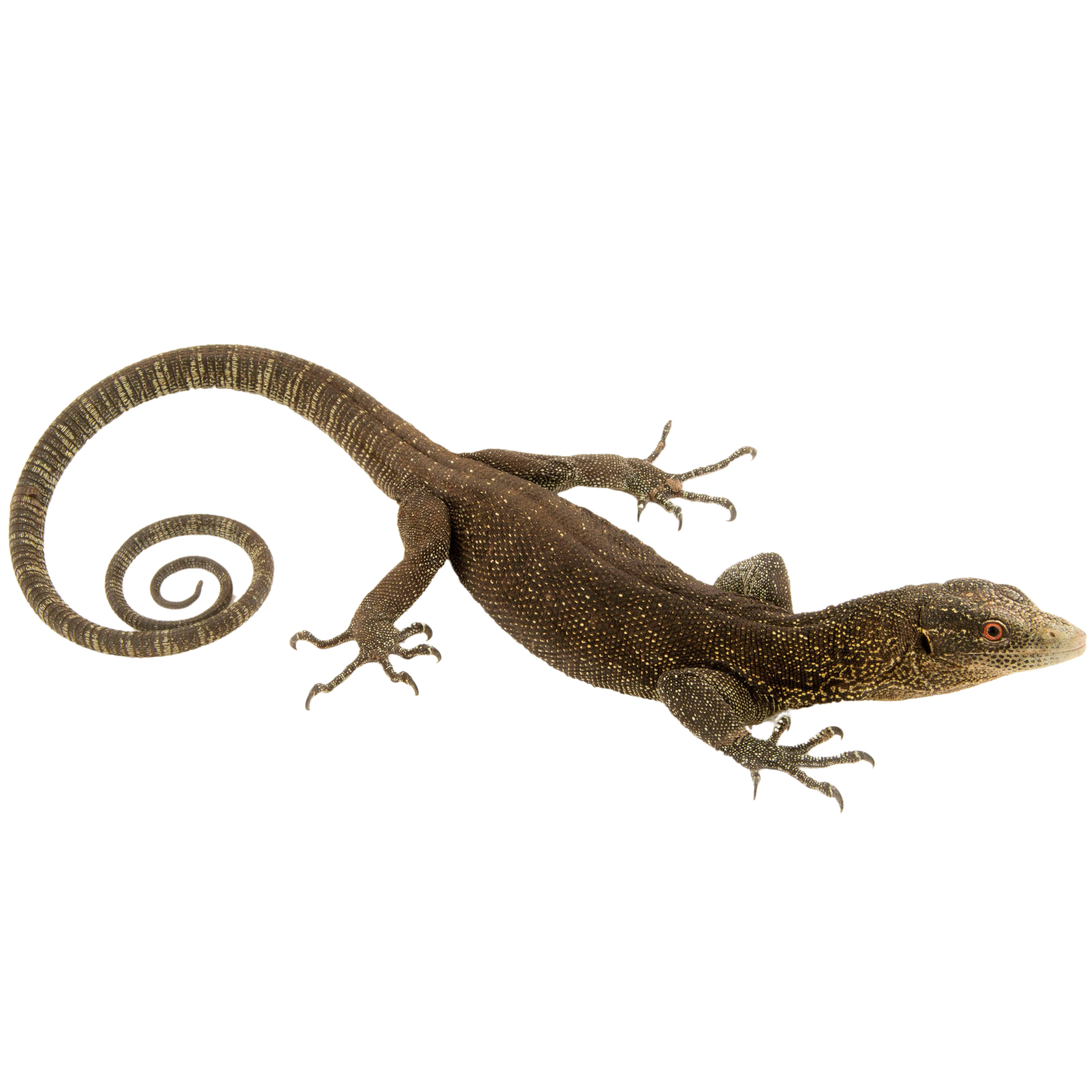 Best substrate for a Golden-Spotted Tree Monitor Varanus boehmei ReptiChip.png