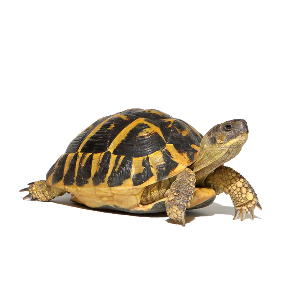 Hermann tortoise bedding deals