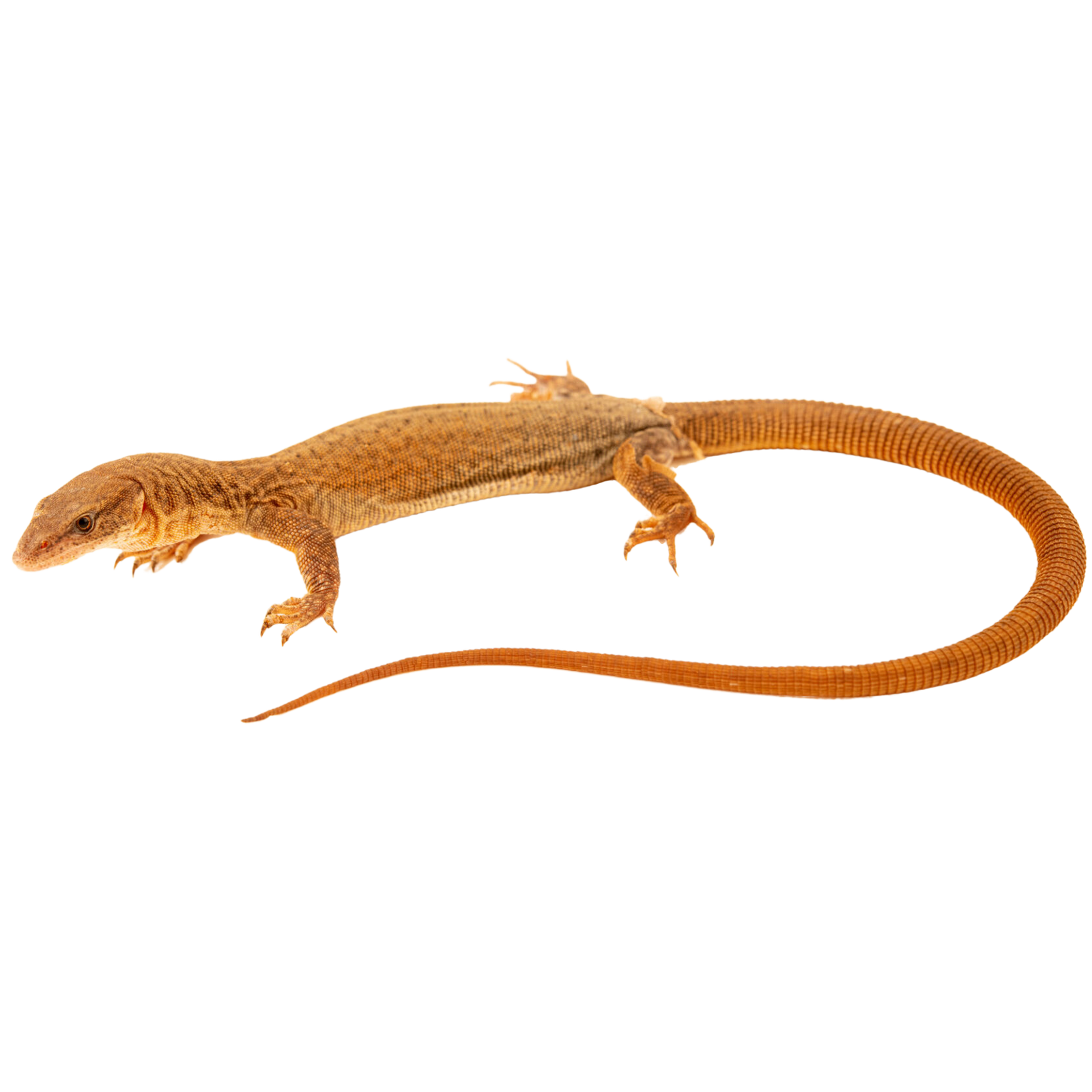 Best substrate for a King's monitor Varanus kingorum ReptiChip