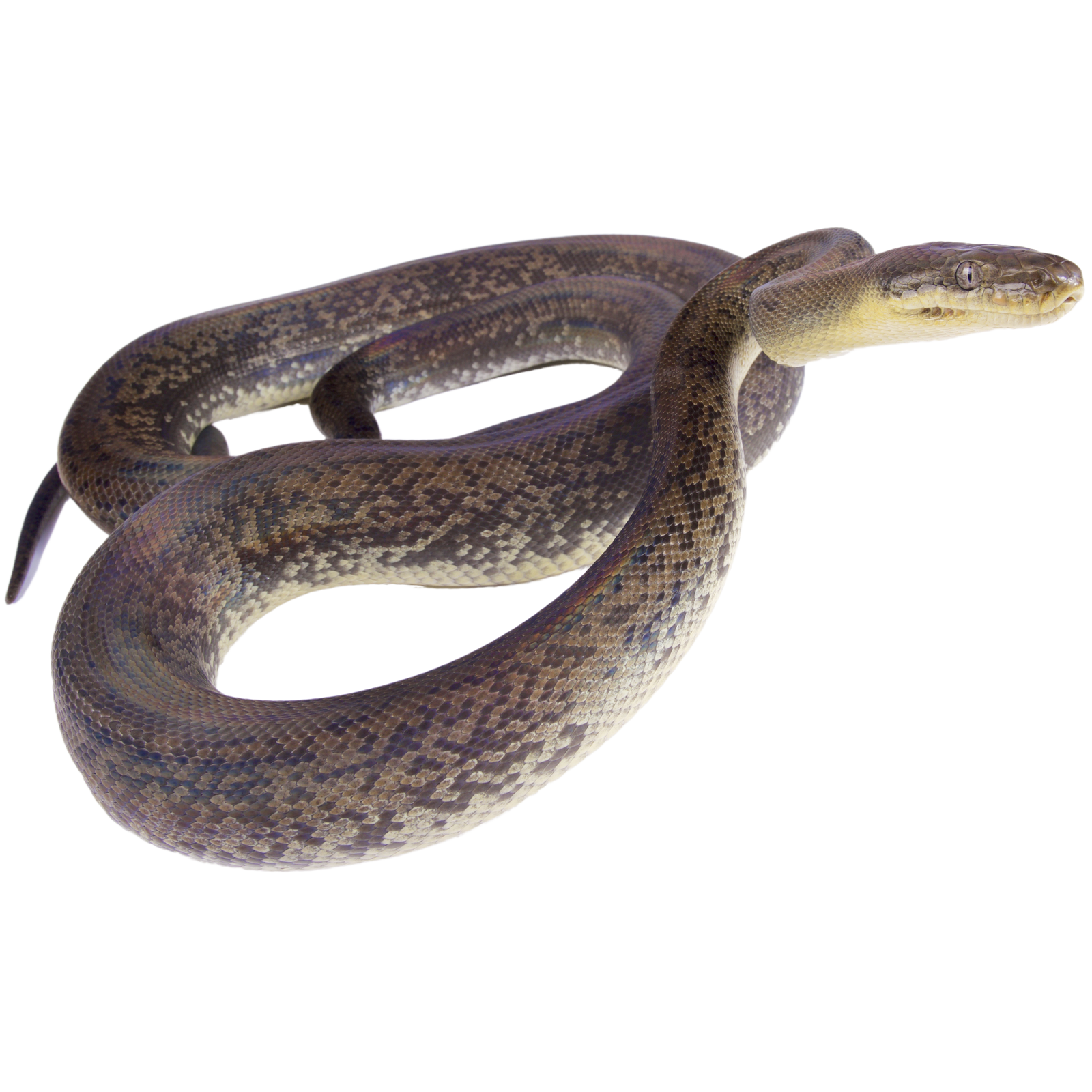 Best substrate for a Macklot's Python Liasis mackloti ReptiChip