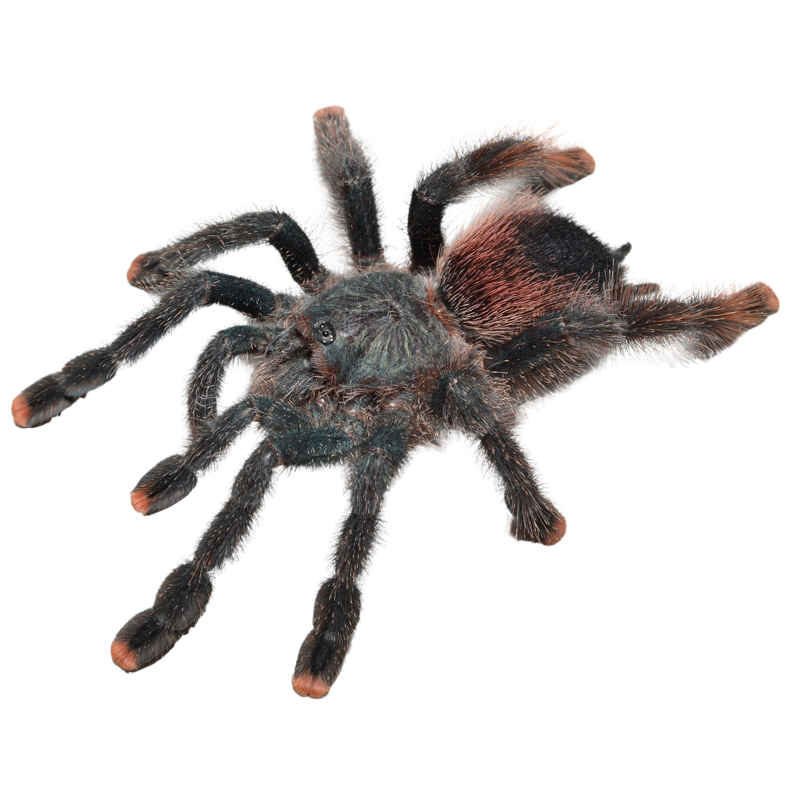 Best substrate for a Metallic Pink Toe Tarantula Avicularia avicularia ReptiChip