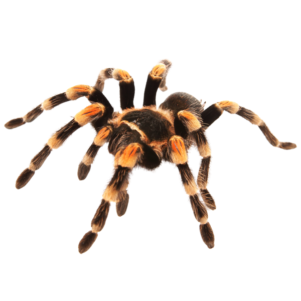 Mexican Red Knee Tarantula ReptiChip LLC