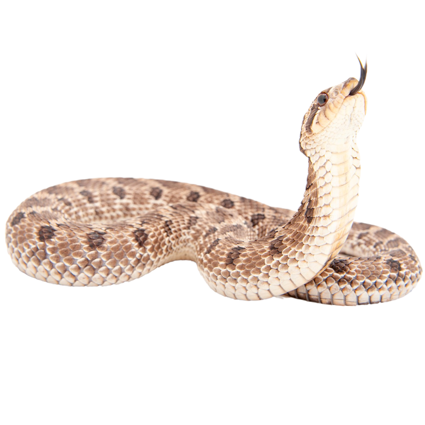 Best substrate for a Mexican hognose snake Heterodon kennerlyi