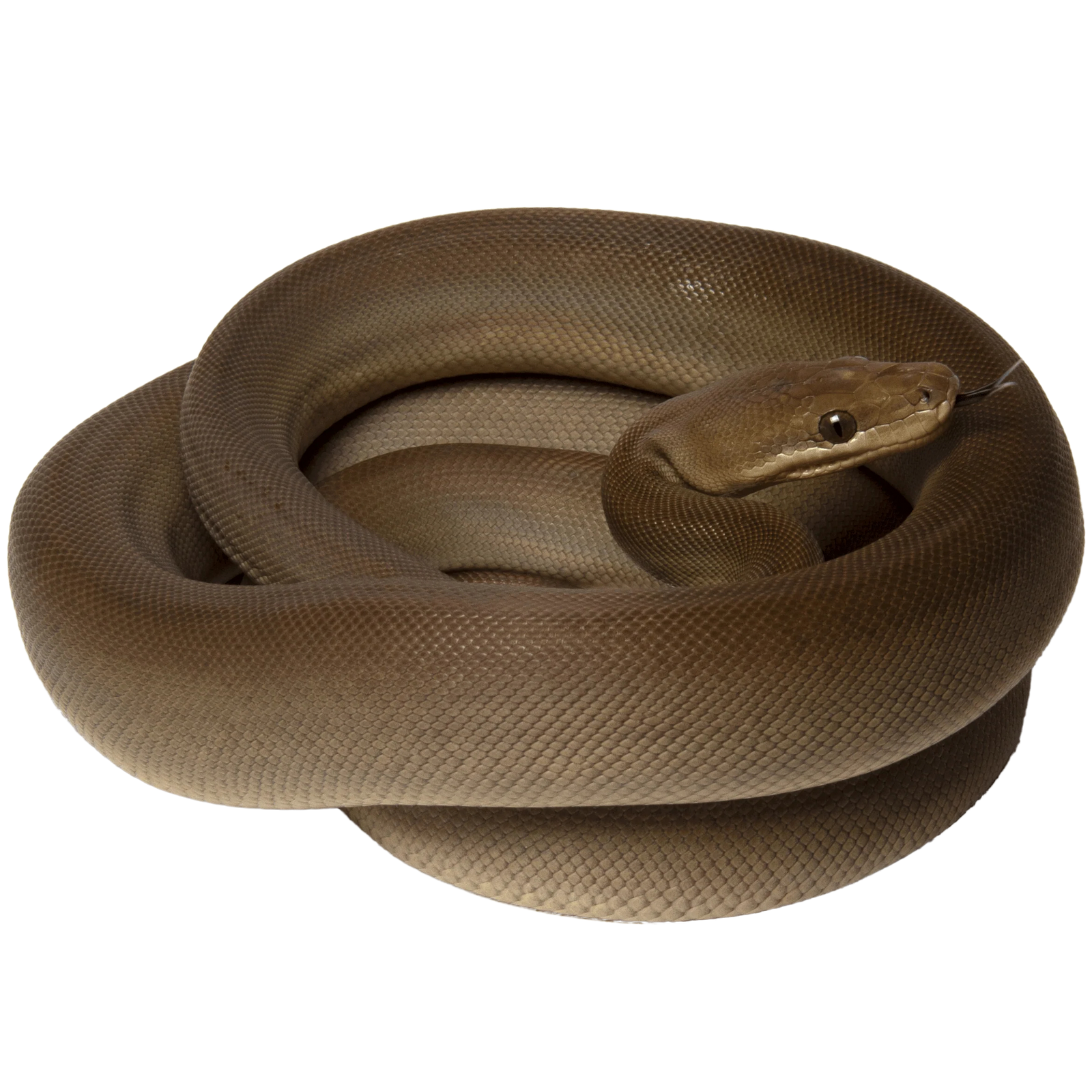 Best substrate for a Olive Python Liasis olivaceus ReptiChip