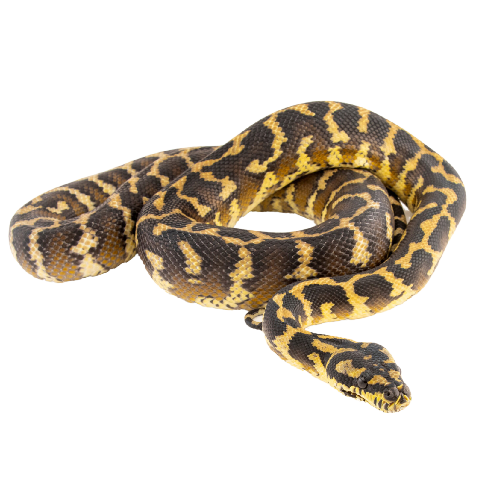 Best substrate for a Papuan carpet python Morelia spilota variegata ReptiChip