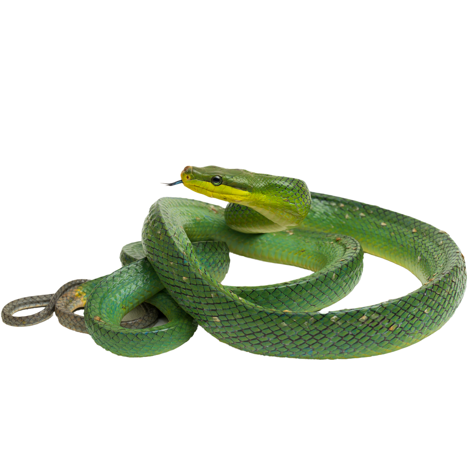 Best substrate for a Red-tailed Green Rat Snake Gonyosoma oxycephala ReptiChip