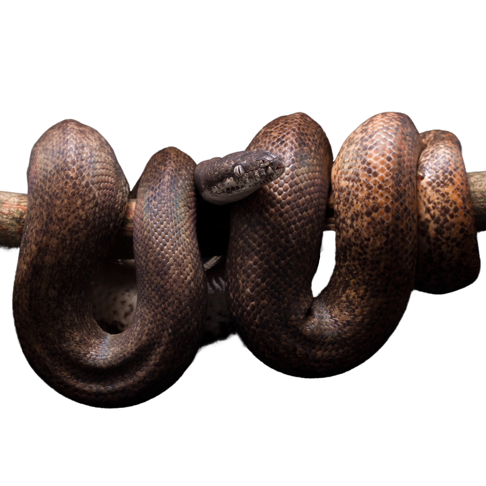 Best substrate for a Savu Python Liasis mackloti savuensis ReptiChip