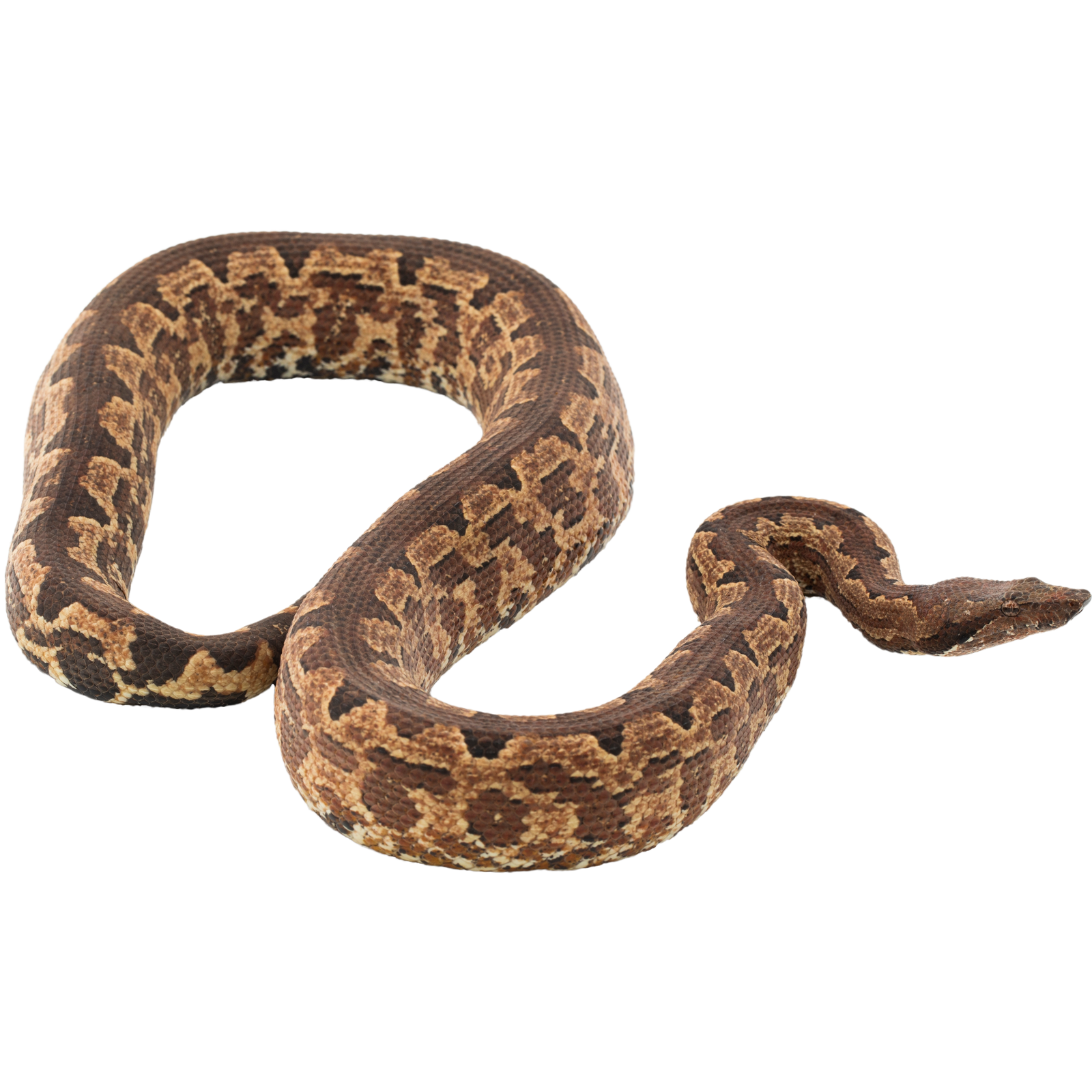 Best substrate for a Solomon Island Ground Boa Candoia paulsoni ReptiChip