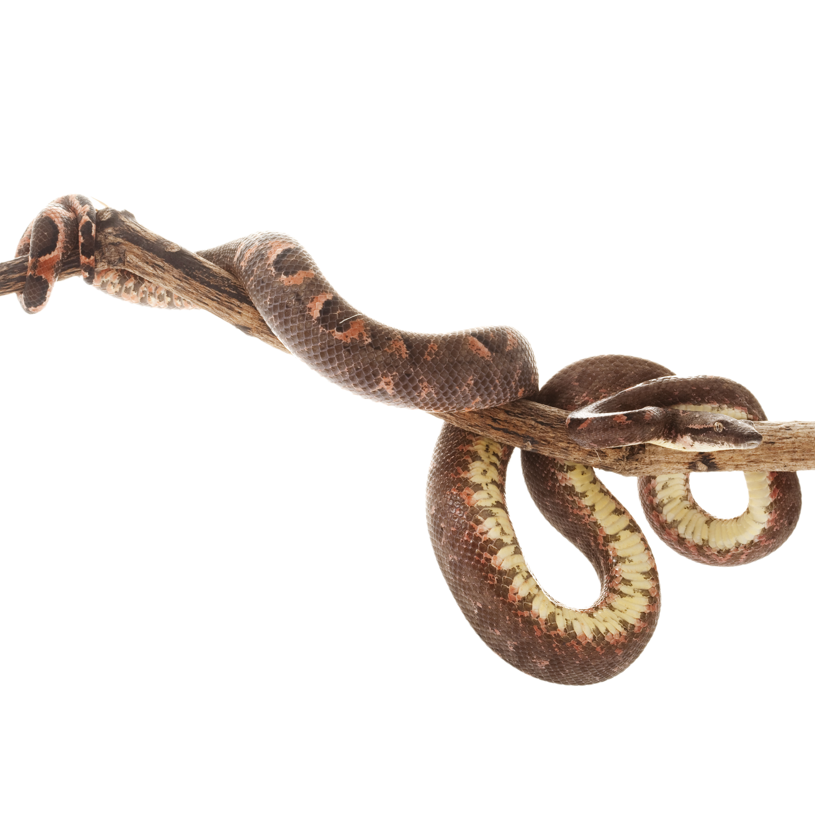 Best substrate for a Solomon Island tree boa Candoia bibroni ReptiChip